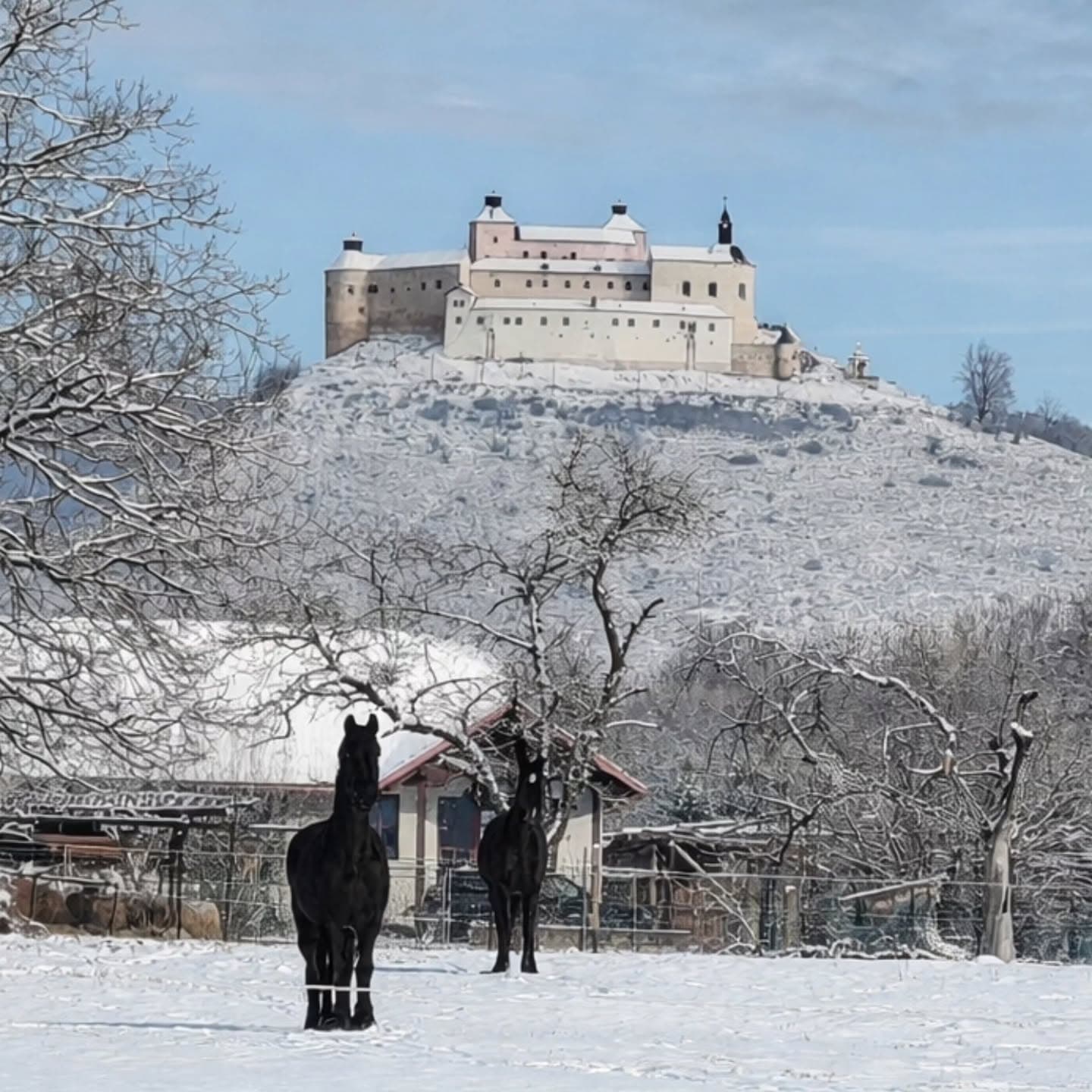 Two black horses in a snowy paddock, with Krásna Hôrka Castle above them.